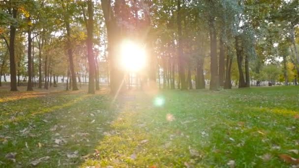 公園の美しい夕日。緑の芝生だ明るい太陽光線。カメラが動いている。スローモーション — ストック動画