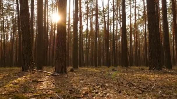 古い松林。太陽の明るい光。カメラの動きだスローモーション。地面に緑の苔 — ストック動画