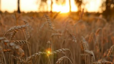 Buğdaylı güzel bir tarla. Hasat. Yakın plan. Kamera hareket halinde. Buğday kulakları. Yavaş çekim
