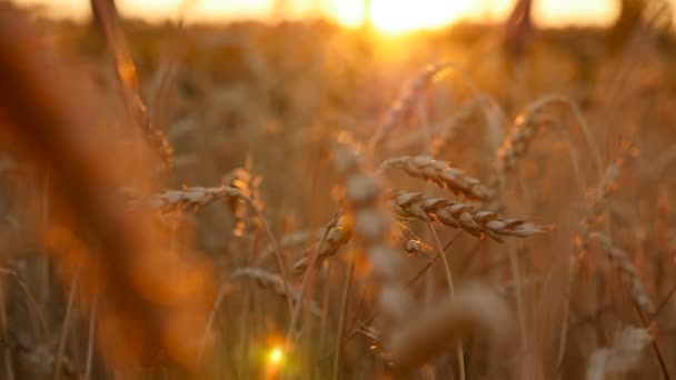 Orecchie di grano. Bellissimo campo d'oro. Primo piano. Movimento telecamera attraverso il campo. Bellissimo posto. Rallentatore — Video Stock