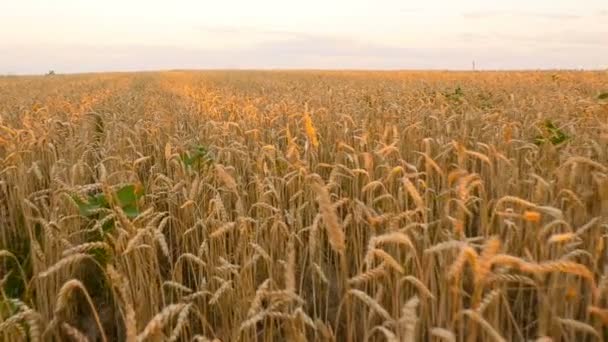 日没時に小麦と美しいフィールド。カメラは畑の上を飛ぶ。収穫だスローモーション — ストック動画
