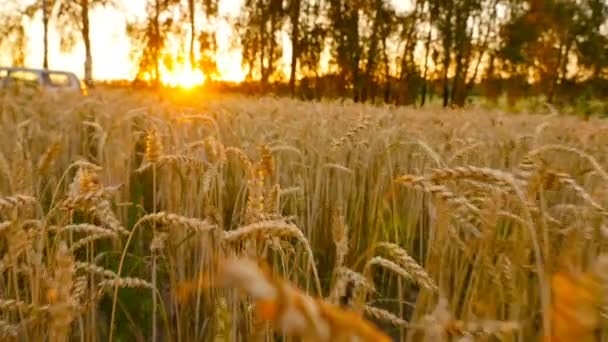 Puesta de sol en el campo con trigo amarillo. Un hermoso campo con una cosecha. La cámara avanza. Movimiento lento — Vídeo de stock