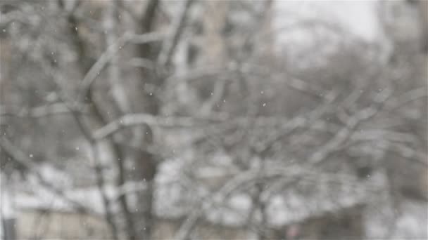 Śnieg pada na tle rozmytych drzew. Zbliżenie płatków śniegu. Zwolnij trochę. Sezon zimowy — Wideo stockowe