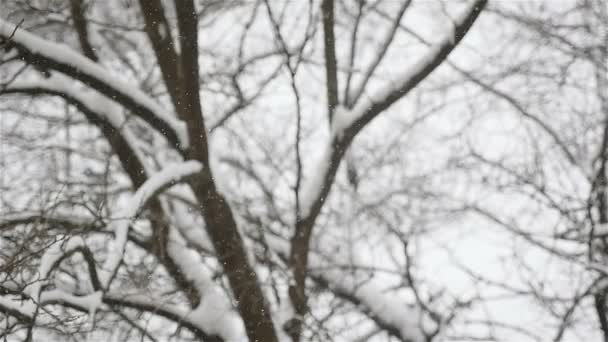 Está nevando afuera. Temporada de invierno. La silueta borrosa de un hombre camina en el fondo. Movimiento lento — Vídeo de stock