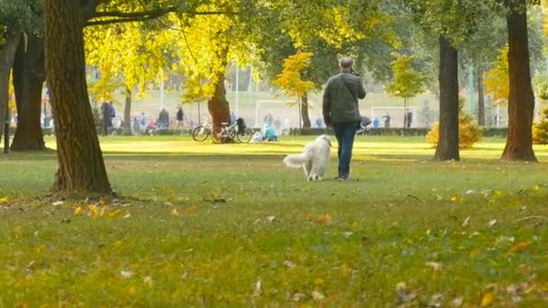 백인 리트리버 공원에서 걷는 남자. 맑고 화창 한 날씨. 2019 년 9 월 16 일 키예프 나탈 카 파크. 가을철에는 노란 잎 과푸른 풀 이 있다 — 비디오