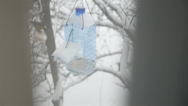 Meisen fressen im Winter Fett. Vogelfutterhäuschen. Winterzeit. Zeitlupe. Wilde Natur — Stockvideo