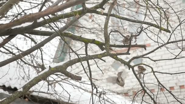 Sparrows are sitting on the branches of trees. Winter season — Stock Video