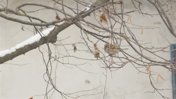 A flock of sparrows in winter are sitting on a tree. Snow on the branches of trees. Looking for food — Stock Video