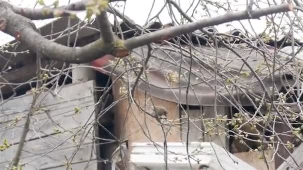 Hungrige Spatzen sitzen auf den Ästen der Bäume. Wintersaison — Stockvideo