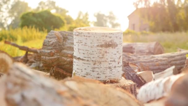 Birch log. Sunset with beautiful sunlight. Picturesque place — Stock Video