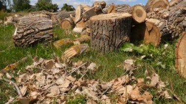Ağaç gövdeleri çimlerin üzerinde uzanıyor. Kırsal kesimde ormanların yok edilmesi. Parlak mavi gökyüzü. Kamera hareket ediyor..