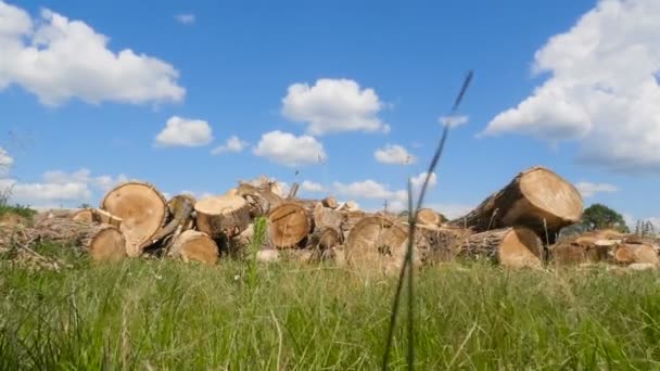 Zaagde dennenbomen. Ontbossing op het platteland. De camera is in beweging. Blauwe lucht en groen gras rond — Stockvideo