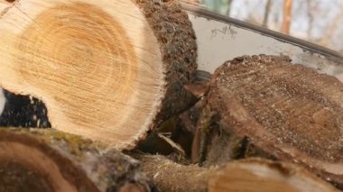 Tahta testereyi kesiyorum. Kütüklere yakın çekim. Yavaş çekim