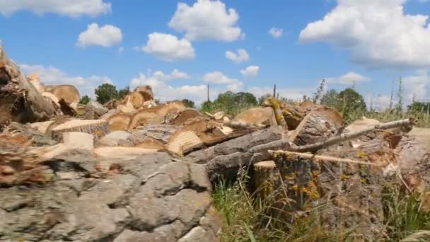 Desmatamento em massa. Cortar árvores grossas. Céu azul com nuvens brancas. Câmera em movimento — Vídeo de Stock