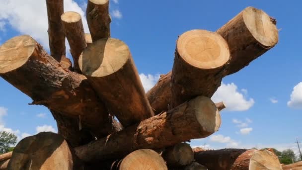 Madera aserrada de pino. Gran deforestación. En cámara lenta. Troncos de árboles. Cielo azul brillante con nubes blancas. Cámara en movimiento — Vídeo de stock