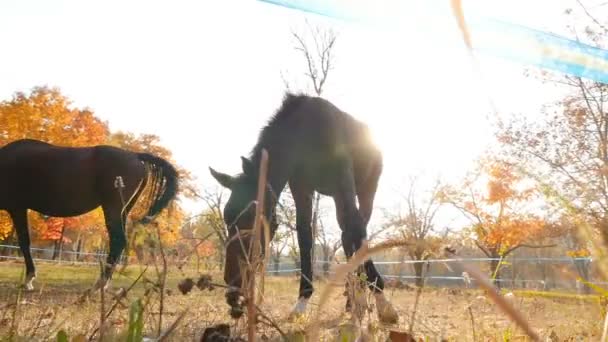 Twee paarden grazen in de wei. Prachtige zonnestralen op de achtergrond. Camera in beweging — Stockvideo