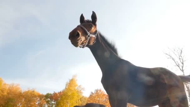 Belos cavalos no pasto. Os raios brilhantes do sol. Movimento lento . — Vídeo de Stock