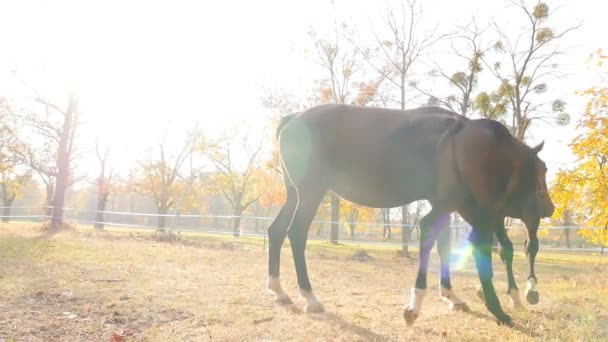 Les chevaux bruns paissent dans le pâturage. De beaux rayons de soleil. Mouvement lent — Video