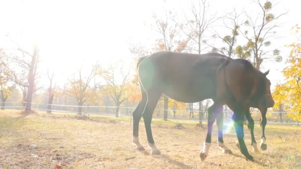 Brown horses graze in the pasture. Beautiful sun rays. Slow motion — ストック動画