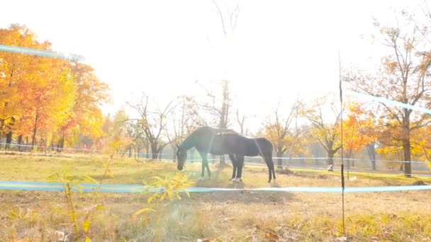 Ausgewachsene Pferde und Jungtiere grasen auf einer Weide. ein malerischer Ort. schöne Herbstzeit. heller Sonnenuntergang mit Strahlen. Zeitlupe — Stockvideo