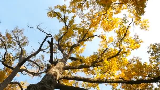 La cámara se mueve alrededor del árbol. Paisaje otoñal con hojas amarillas. Movimiento lento — Vídeo de stock