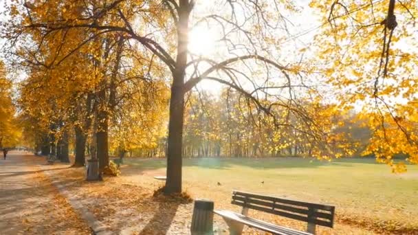 Güzel bir sonbahar parkı. Güneş ışınları kamera lensine yansıyor. Kamera hareket halinde — Stok video