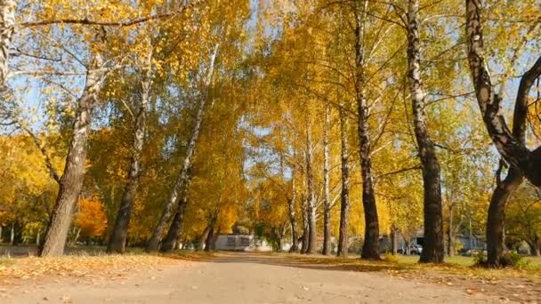 Красивая осенняя дорога в парке. Желтые листья на деревьях. Камера движется прямо. Медленное движение — стоковое видео