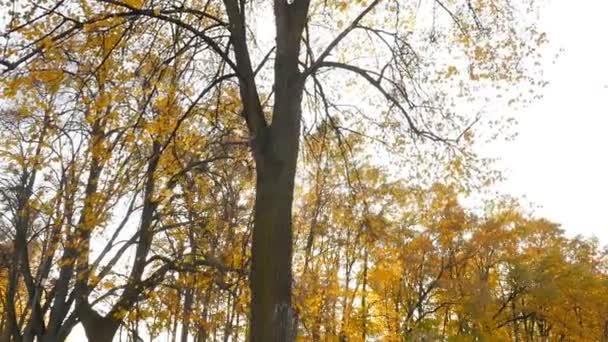 A nap átsüt az őszi fákon. Sárga levelek. Egy festői hely. Lassú mozgás. — Stock videók