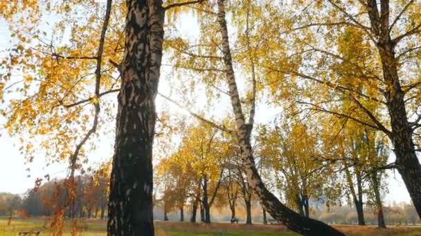 Sonbahar parkında güneşli bir gün. Yaprakların arasından parlak ışınlar. Yavaş çekim — Stok video
