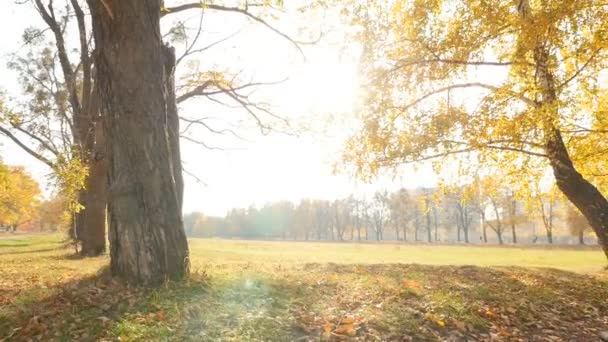 Oude bomen in het park. De camera is in beweging. De heldere stralen van de zon — Stockvideo