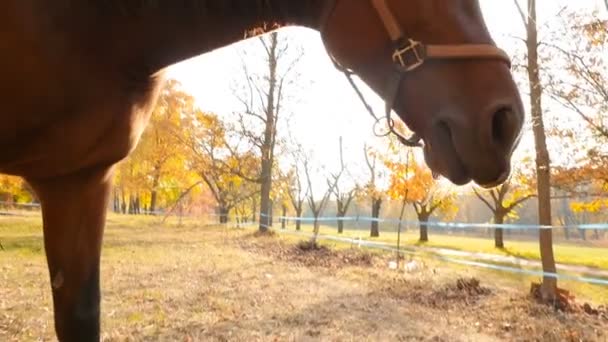 Detailní záběr na koně. Krásná hříva na pozadí jasného slunce. Pase se na pastvinách. Zpomalený pohyb — Stock video