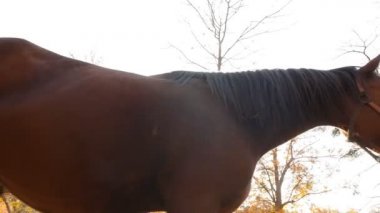 Güneşin parlak ışınlarından oluşan bir arka planda güzel safkan atlar. Sonbaharda açık havada. Kamera hareket halinde