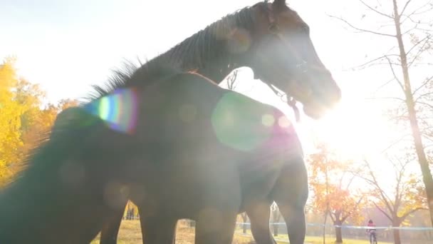 Породистые лошади на пастбище в сельской местности. Яркие лучи солнца. Медленное движение — стоковое видео
