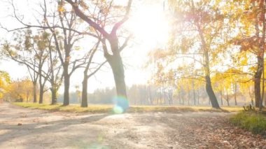 Güzel bir sonbahar parkı. Sarı yapraklar ve parlak güneş ışığı. Kamera hareket halinde