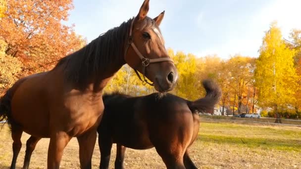 Dois cavalos em um fundo de árvores amarelas. Os raios brilhantes do sol. Movimento lento — Vídeo de Stock