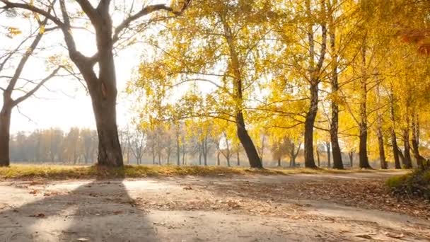 Malowniczy park jesienią. Jaskrawe promienie słońca. Zwolniony ruch — Wideo stockowe