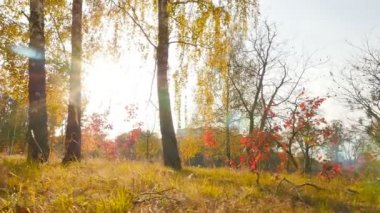 Güneşin parlak ışıklarıyla güzel bir orman. Ağaçlarda sarı ve kırmızı yapraklar. Kamera hareket halinde