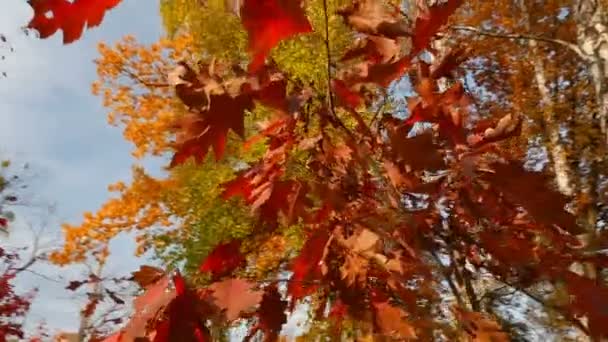 Bomen met rode en gele bladeren. Herfstpark. De heldere stralen van de zon. Camera in beweging — Stockvideo