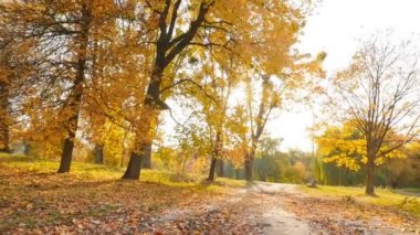 Güzel bir sonbahar parkı. Ağaçlarda sarı yapraklar. Kamera ileri gidiyor. Yavaş çekim