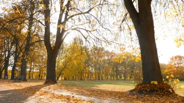 Les rayons des soleils brillent à travers les arbres dans un magnifique parc. Lenteur du mouvement Kiev, Ukraine 31 octobre 2019 — Video