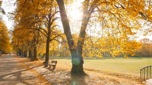 Malerischer Herbstpark mit gelben Blättern an den Bäumen. Die hellen Strahlen der Sonne. Die Kamera bewegt sich vorwärts. Eine Holzbank. Zeitlupe — Stockvideo