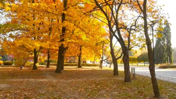 Hermoso parque de otoño con hojas amarillas. El coche blanco pasa a un segundo plano. La cámara avanza. Movilidad lenta — Vídeos de Stock