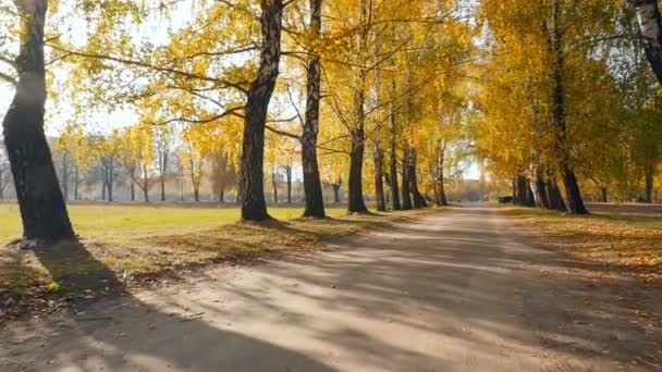 Festői őszi út nyírfákkal. Gyönyörű sárga levelek a fákon. A nap ragyogó sugarai — Stock videók