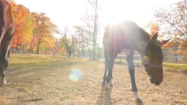 Cavalo Thoroughbred em um fundo de raios solares. Pastagem no pasto. Close-up da cabeça. Movimento lento — Vídeo de Stock