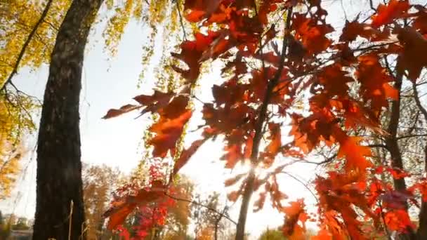 Picturesque nature. Trees with red and yellow leaves. Slow motion — Stock Video