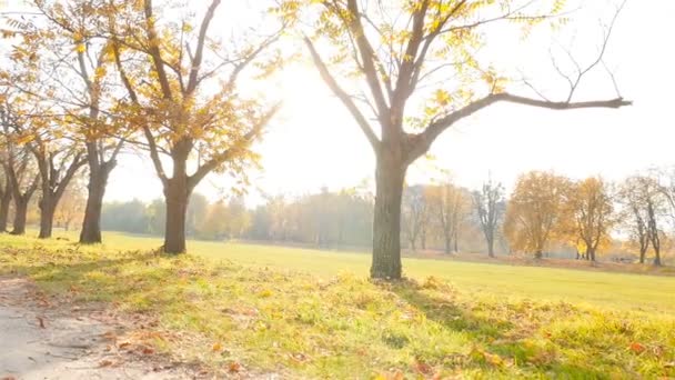 Os raios brilhantes do sol brilham através das árvores. Parque de Outono. Movimento lento — Vídeo de Stock