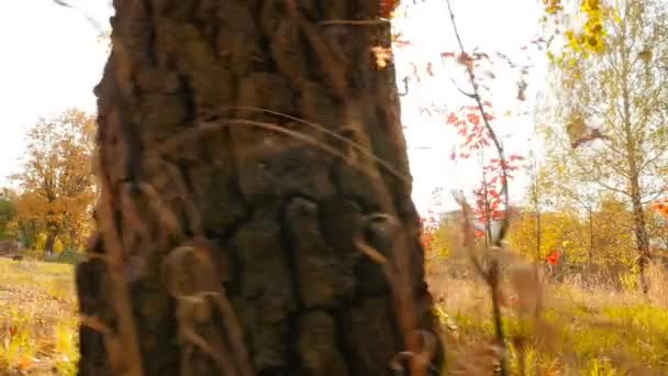 La cámara se mueve a través del parque de otoño. Los rayos brillantes del sol brillan a través de los árboles. Movimiento lento — Vídeo de stock