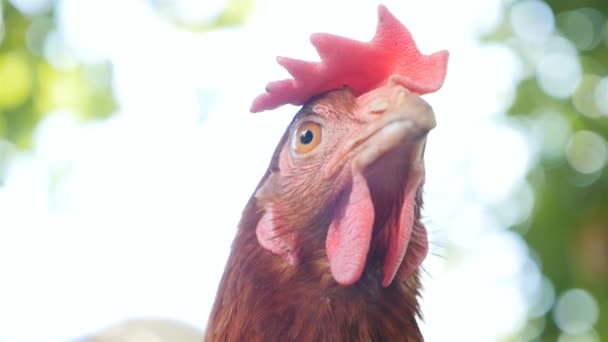 A rural chicken is looking at the camera. Outdoors. Close-up — 图库视频影像
