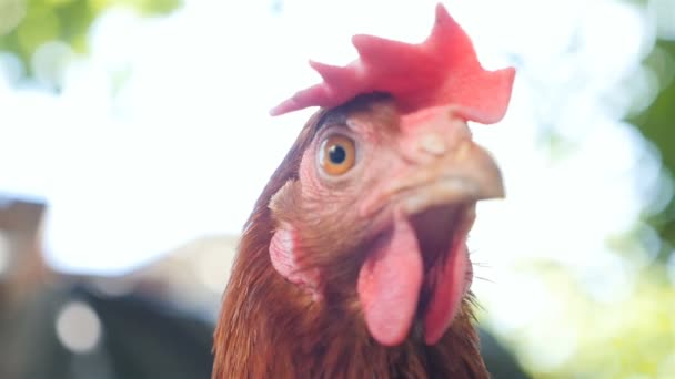 Chicken in the countryside. Close-up. Outdoors. Slow motion — ストック動画