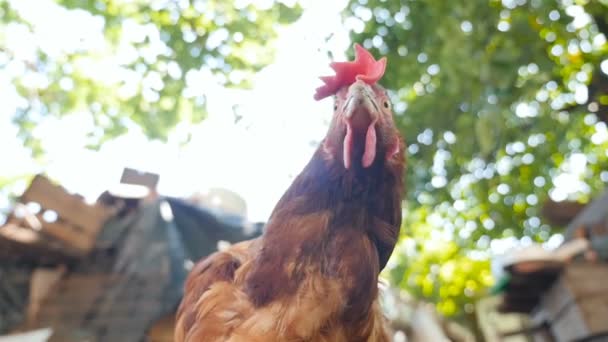 Primer plano de un pollo. El hogar. Movimiento lento — Vídeo de stock